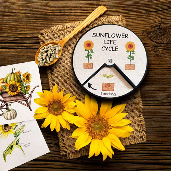 Sunflower Life Cycle