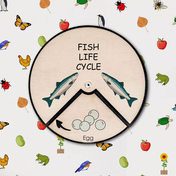Fish Life Cycle