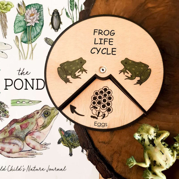 Frog Life Cycle