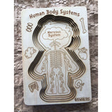 Human Body Systems-Male